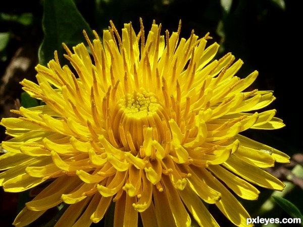 sunny dandelion 